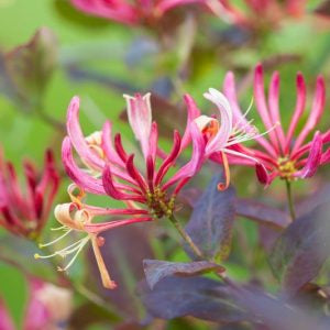 Japanese Honeysuckle Candle